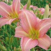 Hemerocallis 'Chosen Love'