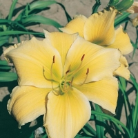 Hemerocallis 'Ecluse des Vertus'