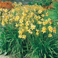 Hemerocallis 'Lemon Bells'