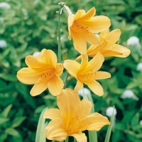 Hemerocallis 'Golden Chimes'