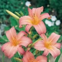 Hemerocallis 'Luxury Lace'