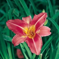 Hemerocallis 'Persian Market'