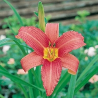 Hemerocallis 'Pink Damask'