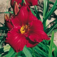 Hemerocallis 'Rio Grande'