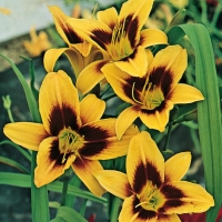 Hemerocallis 'Wideyed'