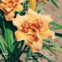 Hemerocallis 'Rhine Maiden'