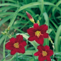 Hemerocallis 'Pardon Me'