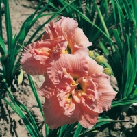 Hemerocallis 'Siloam Double Classic'