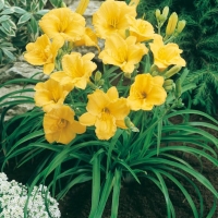 Hemerocallis 'Stella De Oro'