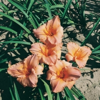 Hemerocallis 'Tropical Tangerine'