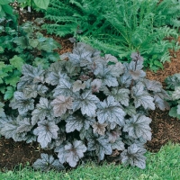 Heuchera 'Can Can'