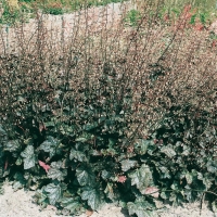 Heuchera 'Cascade Dawn'