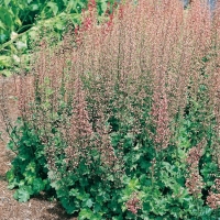 Heuchera 'Champagne Bubbles'