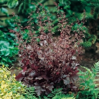 Heuchera 'Chocolate Ruffles'