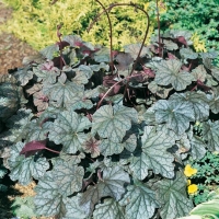 Heuchera 'Pewter Veil'