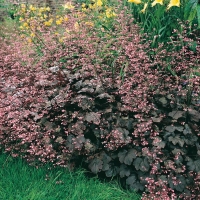 Heuchera 'Rachel'