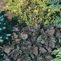 Heuchera 'Regal Robe'