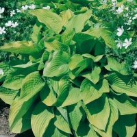 Hosta 'August Moon'