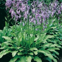 Hosta 'Betsy King'