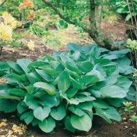 Hosta 'Big Daddy'