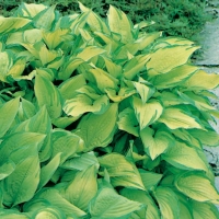 Hosta 'Fortunei Albopicta'