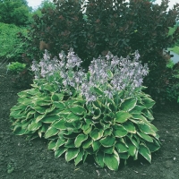 Hosta 'Fortunei Aureomarginata'