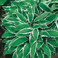 Hosta 'Ginko Craig'