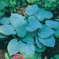 Hosta 'Hadspen Blue'