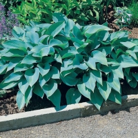 Hosta 'Halcyon'