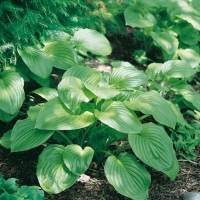 Hosta 'Honey Bells'