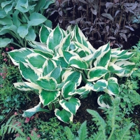 Hosta 'Patriot'