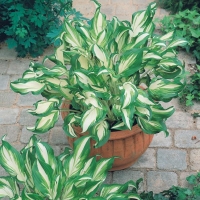 Hosta 'Undulata Undulata'