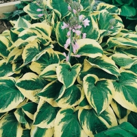 Hosta 'Wide Brim'