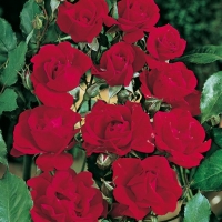 Principali Varietà di Rose Polyantha e Floribunda