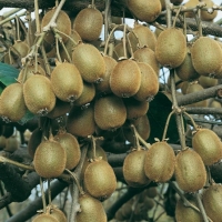 Actinidia - Kiwi