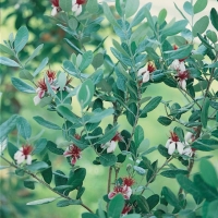 Feijoa