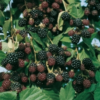 Mora 'Thornless Loganberry'