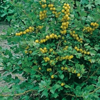 Uva 'Golden Drop'