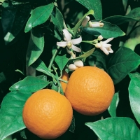 Arancio dolce