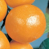 Calamondino