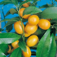 Kumquat