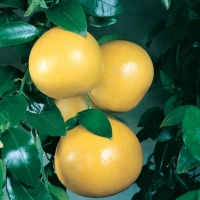 Pomelo (Pummelo)