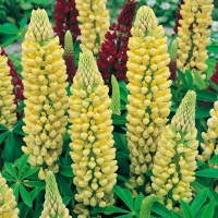 Lupinus Ibridi Russell