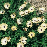 Osteospermum Ibridi