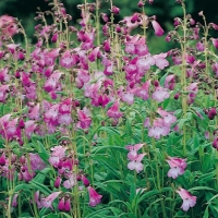 Penstemon 'Alice Hindley'