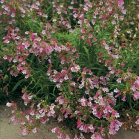 Penstemon 'Evelyn'