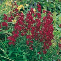 Penstemon 'Port Wine'