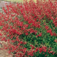 Penstemon 'Southgate Gem'