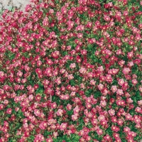 Saxifraga (Gruppo Arendsii)