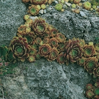 Sempervivum 'Commander Hay'